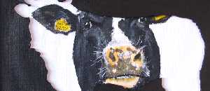 Koe in stier